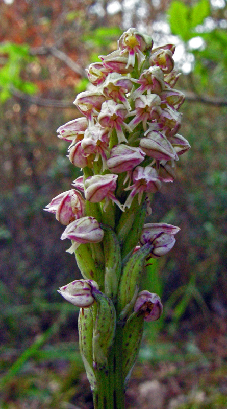 Neotinea maculata